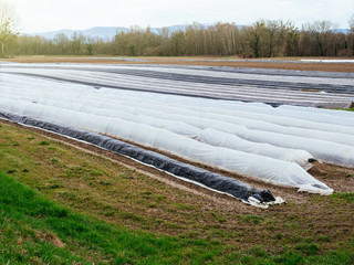 Large asparagus plantation field in rural area with multiple rows covered with sun-protecting foil during winter spring - modern bio organic agriculture view from above 