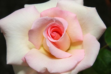 Closeup of White Rose with Pink and Yellow Center Surrounded by Green Leaves at Butterfly World,...