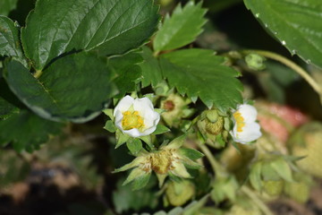 Strawberry cultivation / Kitchen garden