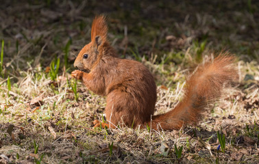 Funny Red Squirrel