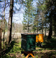 Fototapeta premium beautiful wooden colored beehives standing in the middle of a green forest on a sunny day
