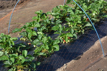 Strawberry cultivation / Kitchen garden