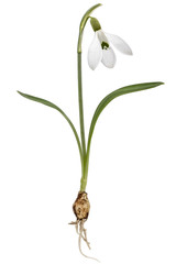Flower of snowdrop with bulb, isolated on white background