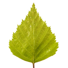 Birch leaf isolated on a white background