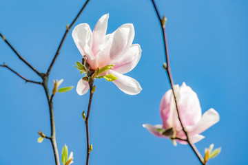 blue sky and flower magnolia