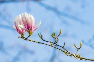 flower magnolia blue sky