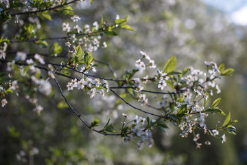flowers