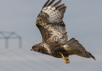 Common Buzzard