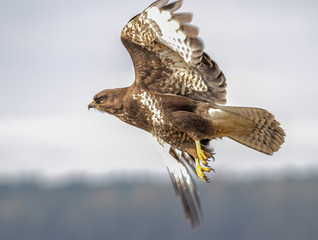 Common Buzzard
