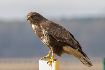 Common Buzzard