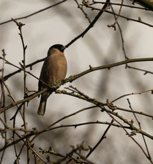 Bullfinch (female)