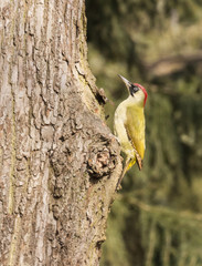 Green Woodpecker