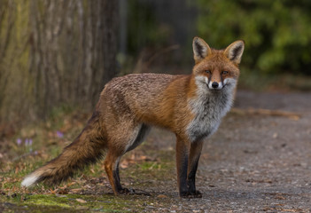 Red Fox