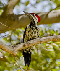 A flameback woodpecker