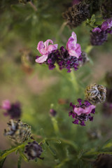 close up of bee on lavender flower