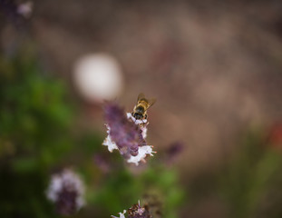 close up of bee on lavender flower
