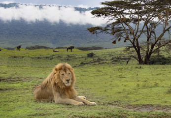 Lion laying in Serengeti with acacia tree Serengeti of Africa