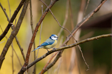 Obraz premium Blue tit bird sitting on small branch