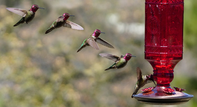 Multiple Images of a Hummingbird in Flight