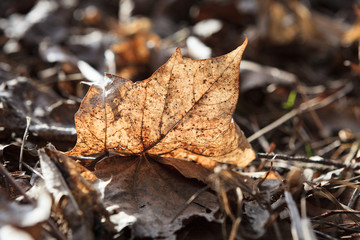 Dry fallen leaf on ground illuminated by sunlight