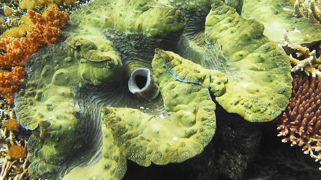 Huge colorful giant clam Tridacna gigas grows in the shallows water. Sun reflections moving over coral reef surface