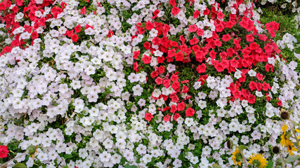 Red and white natural beautiful flowers