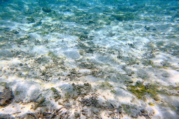 Colorful view of underwater world. Dead coral reefs, sea grass , white sand and turquoise water. Indian Ocean, Maldives. Beautiful backgrounds. 