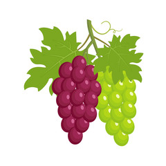 Bunches of grapes, red and green grapes