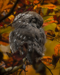 Close up of little boreal owl Aegolius funereus sitting on branch and sleeping in furcate dense branch of wild forest around. Wildlife tranquil portrait scene of bird in nature habitat background