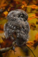 Close up of little boreal owl Aegolius funereus sitting on branch and sleeping in furcate dense branch of wild forest around. Wildlife tranquil portrait scene of bird in nature habitat background