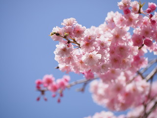 晴天の八重桜　青空