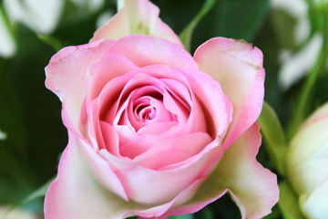 Beautiful bouquet of pink roses. Close-up. Background.