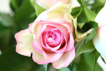 Beautiful bouquet of pink roses. Close-up. Background.