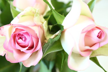 Beautiful bouquet of pink roses. Close-up. Background.