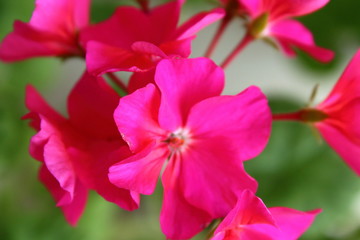 Fototapeta na wymiar Beautiful petals of geranium. Flowers close-up. Background.