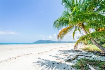 Magical palm trees view on warm summer day at a relaxing beach with white sand and crystal clear water and a rain forest in the background with coconut palms near wild ocean sea, Daintree, Australia