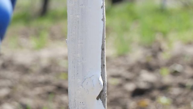 Brush trees against pests. White paint color tree trunks
