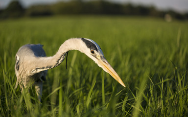 Grey heron (Ardea cinerea) close up portrait in sun during golden hour. Fish hunter with strong long beak watching prey in tall grass meadow. Natural scene of bird in wildlife. Diagonal composition.