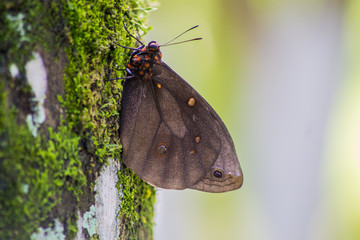 Fototapeta premium nature