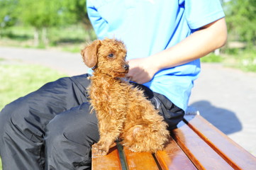 Poodle Dog