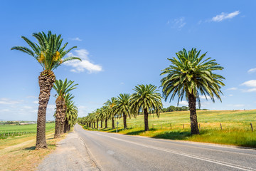 Fototapeta na wymiar Wonderful green spring summer view the wine grape valley of the great ocean road with beautiful palm plants trees next to the streets, Barossa Valley, Seppeltsfields Road, Adelaide, South/ Australia