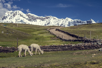 Naklejka premium Ausangate trek