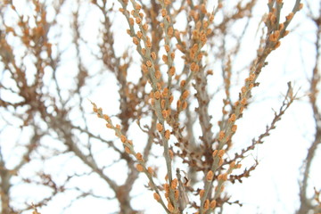 Naklejka premium Branches of sea buckthorn close-up in winter. Background.