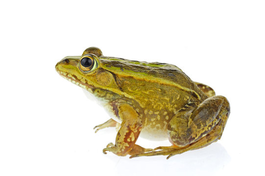 Frog isolated on a white background