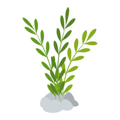 Fototapeta premium aquarium decorative seaweed icon vector illustration design