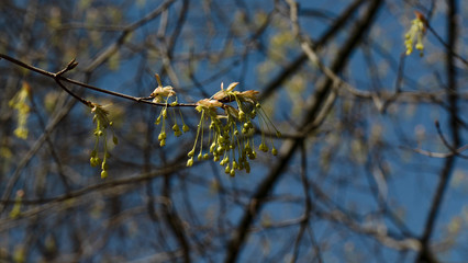 Spring blooms