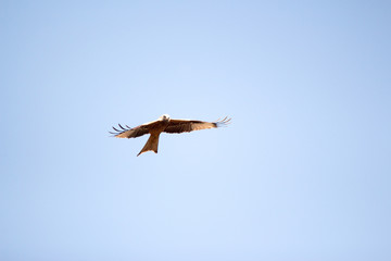 Vogel © Patrick
