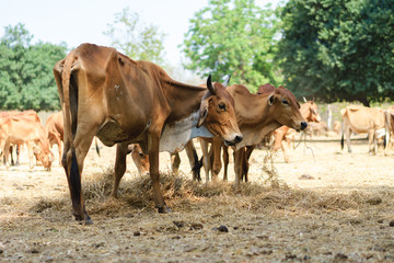 Cows eating glasses in the barn