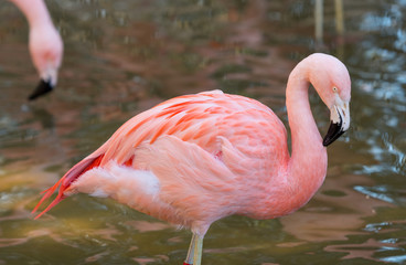 Pink Flamingo Stands in Reflective Water