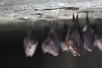 Close up group of small sleeping horseshoe bat covered by wings, hanging upside down on top of cold...